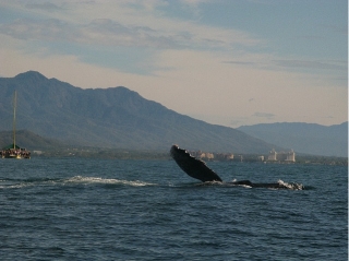  Observation des baleines 
